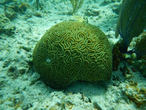 Coral in the Cayo Santa Maria