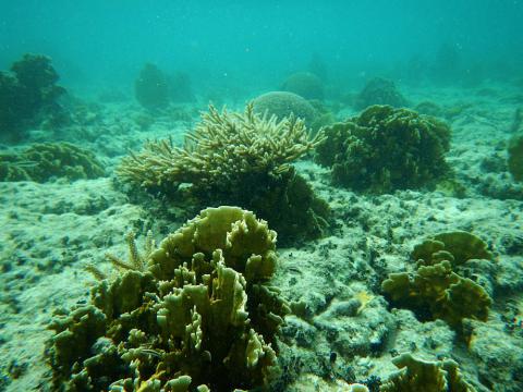 Coral in the Cayo Santa Maria