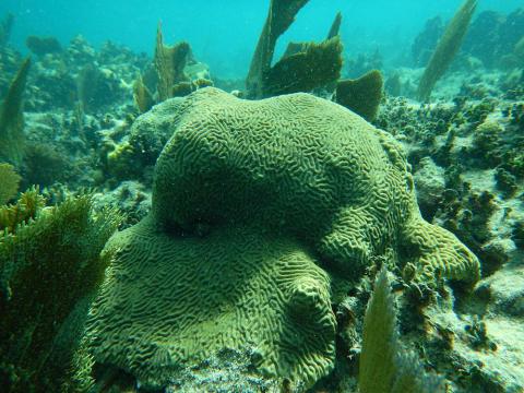 Coral in the Cayo Santa Maria