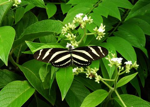 Heliconius charithonia in the Natural Park Hanabanilla