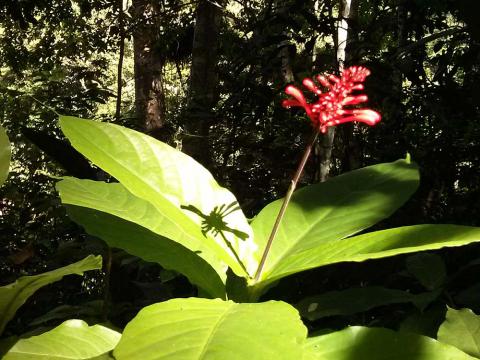 Flower in Lagos de Mayjigua